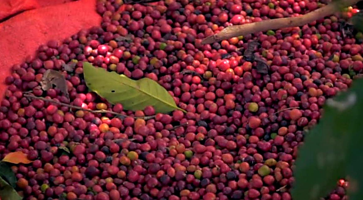 Coffee processing
