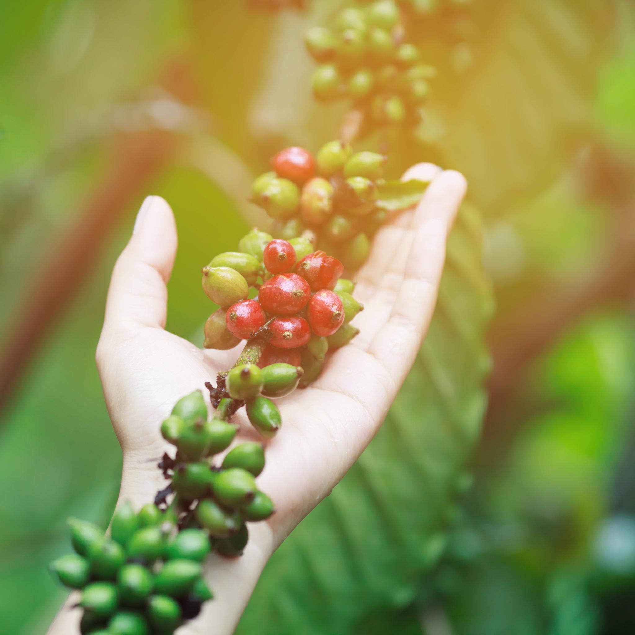 Coffee export bags