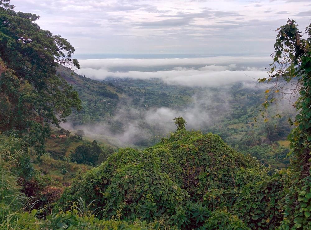 Uganda coffee highlands