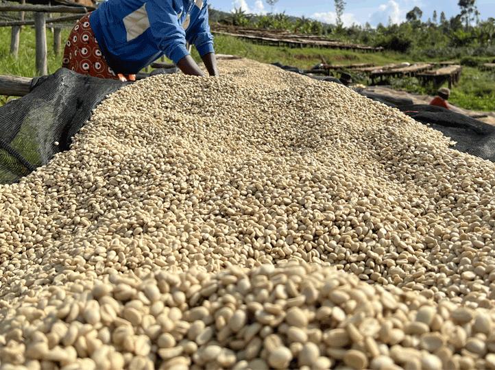Coffee processing facility